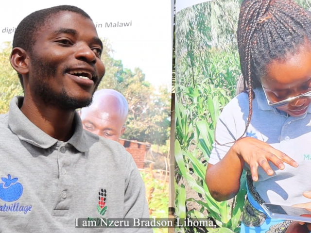 Studying fall armyworm dynamics to support Malawian maize farmers
