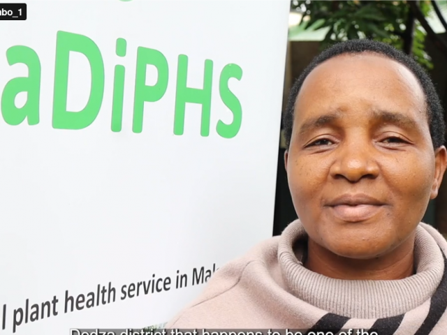 Strengthening plant health in Dedza through digital innovation