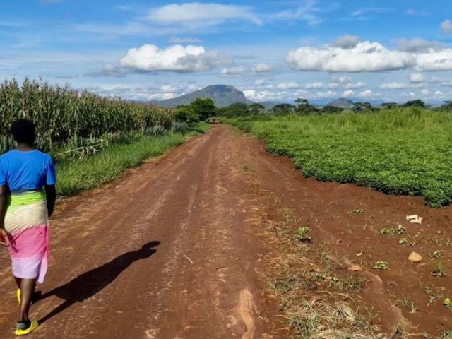 Malawian farmers help shape digital plant-health services