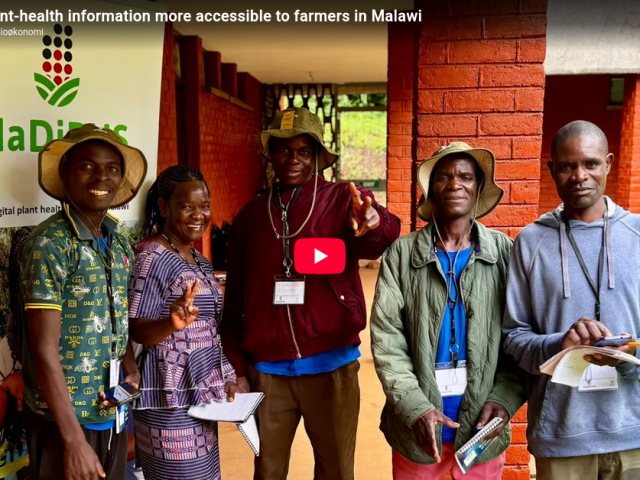 Making plant-health information more accessible to farmers in Malawi